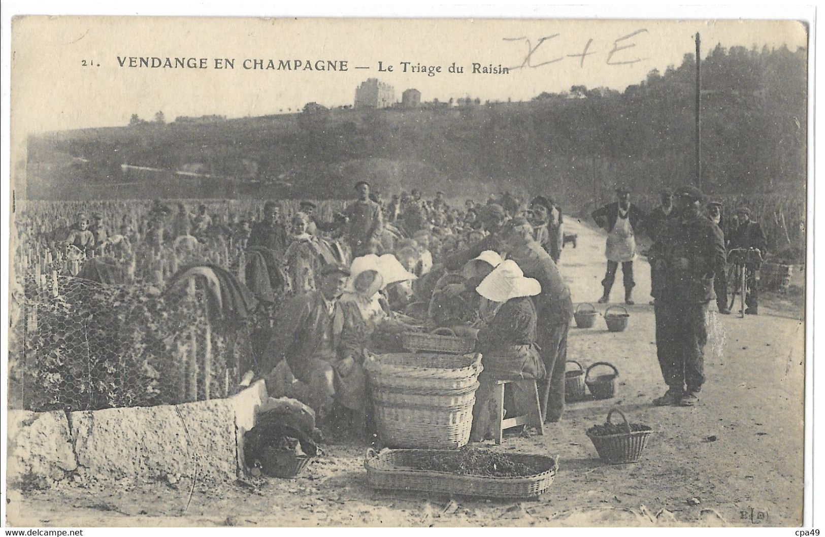 51  VENDANGE EN CHAMPAGNE  LE TRIAGE DU RAISIN - Other & Unclassified