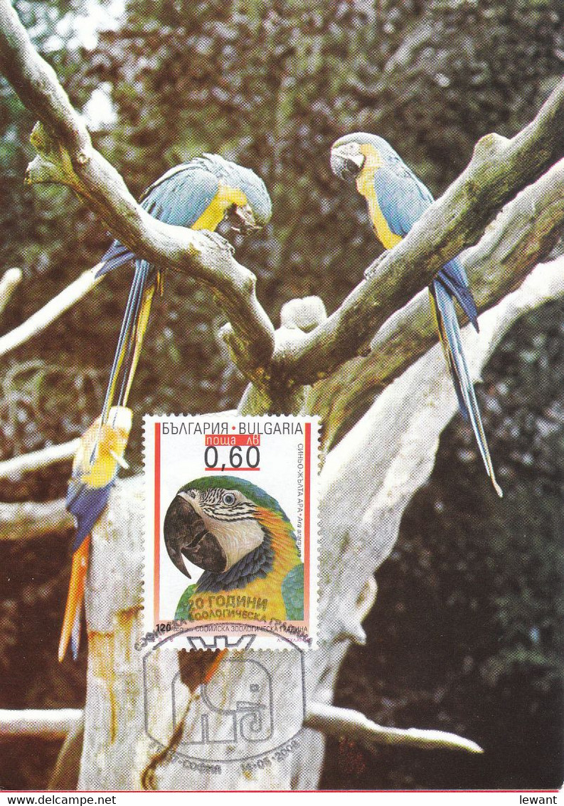 BULGARIA - Maximum Card - Birds, Parrots 2008 - POWA - Storia Postale