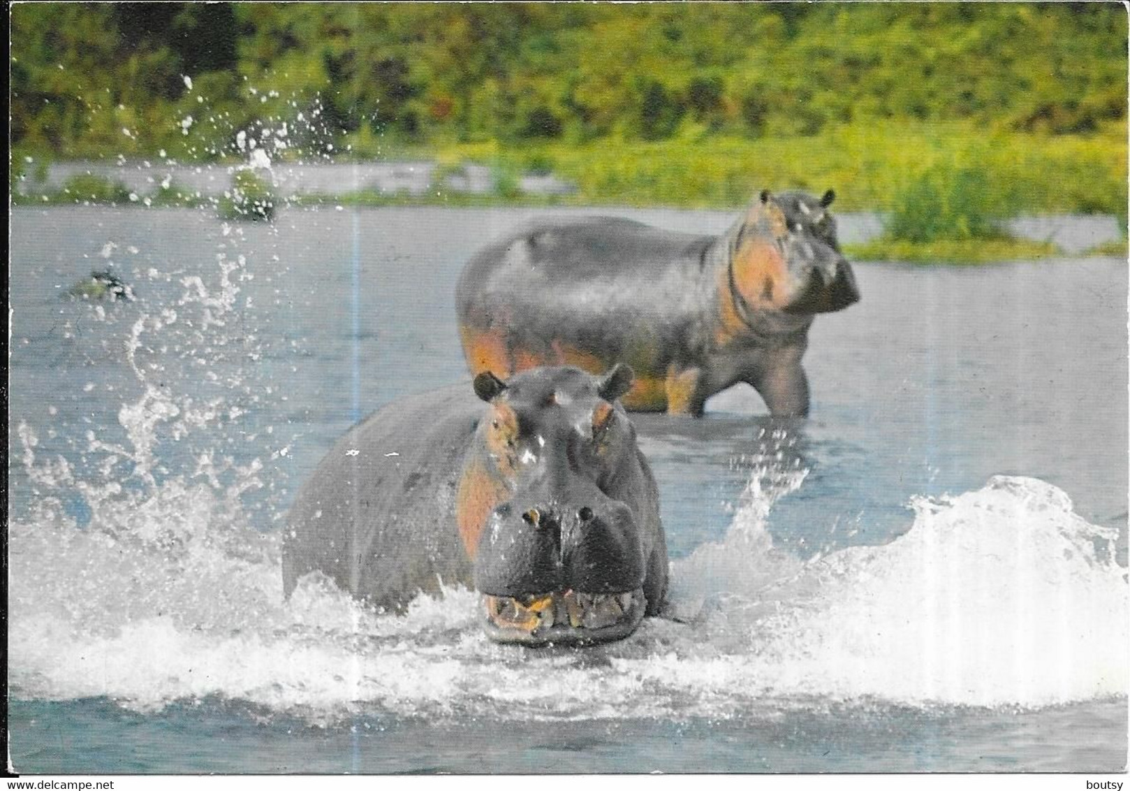 Faune Africaine - Hippopotames