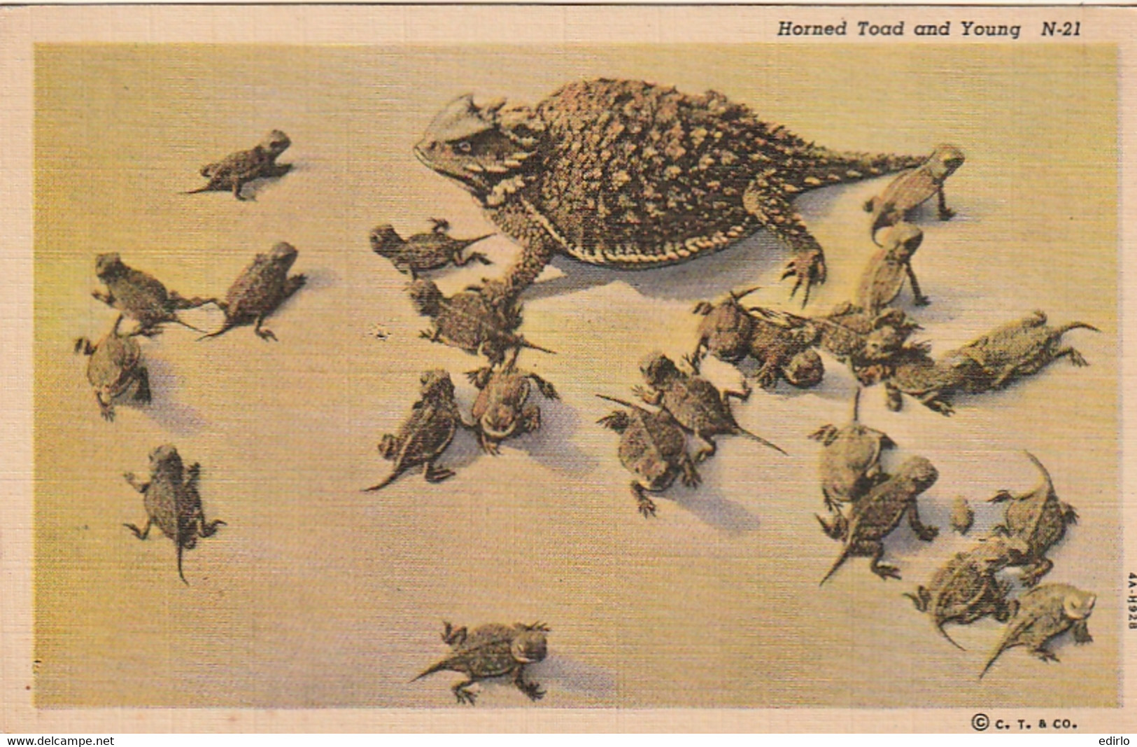 ***  Illustrateur  ***  Tortues  Horned Toad And Young  Unused TTB - Schildkröten