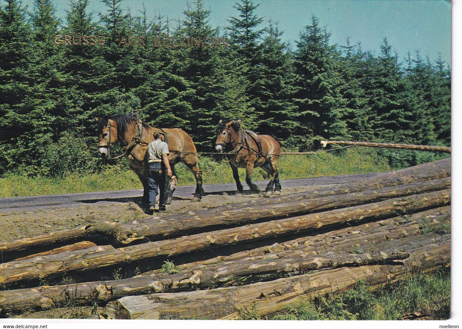 Büllingen - Débardage Avec Chevaux - Bullange - Bullingen