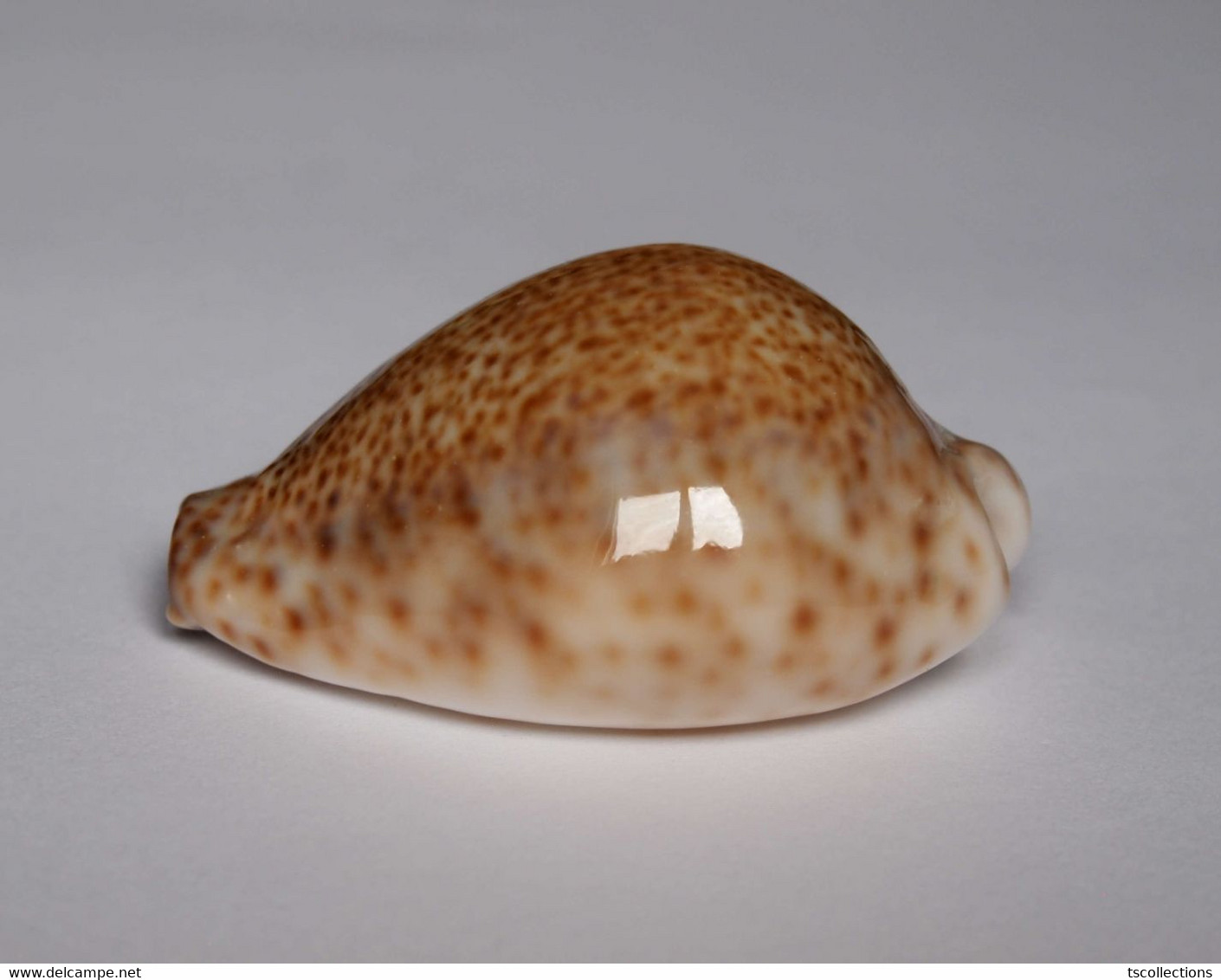 Cypraea Turdus - Coquillages