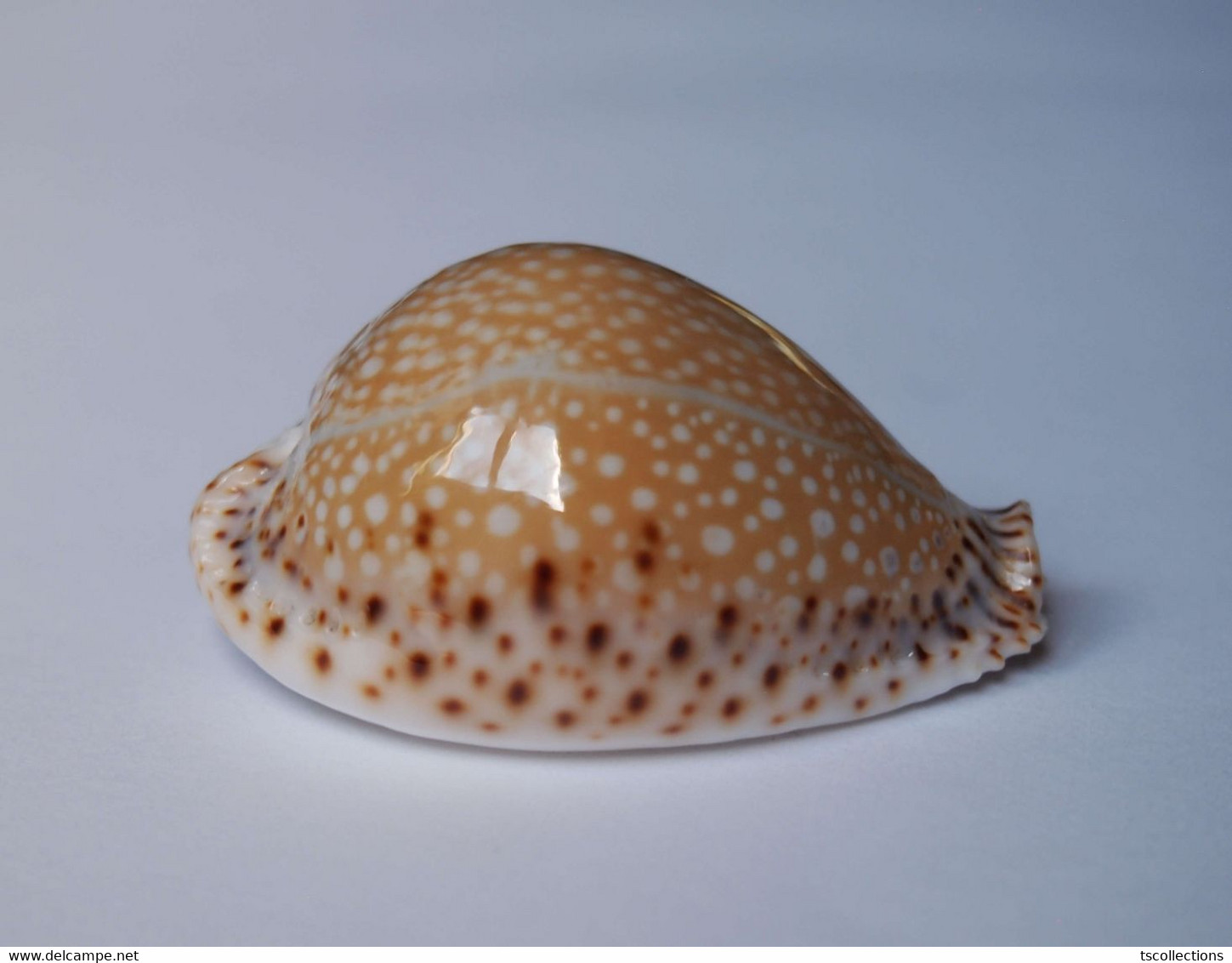 Cypraea Lamarcki - Coquillages