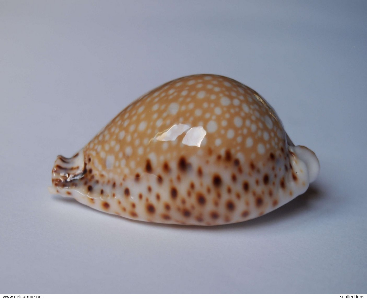 Cypraea Lamarcki - Coquillages