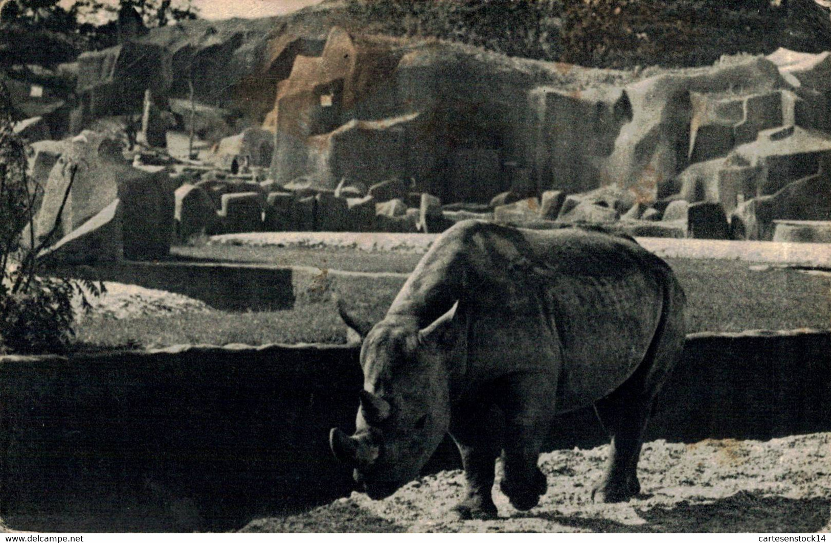 N°31061 Z -cpa Le Rhinocéros D'Afrique - Rhinoceros