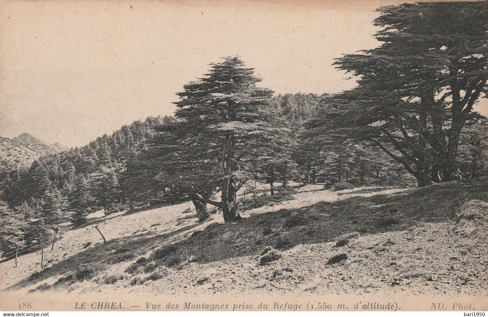 LE CHREA.- Vue Des Montagnes Prise Du Refuge (1.550 M.d'altitude) - Blida