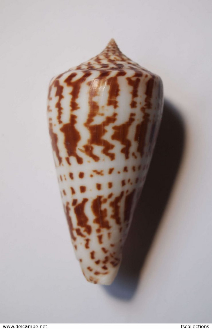 Conus Inscriptus - Coquillages