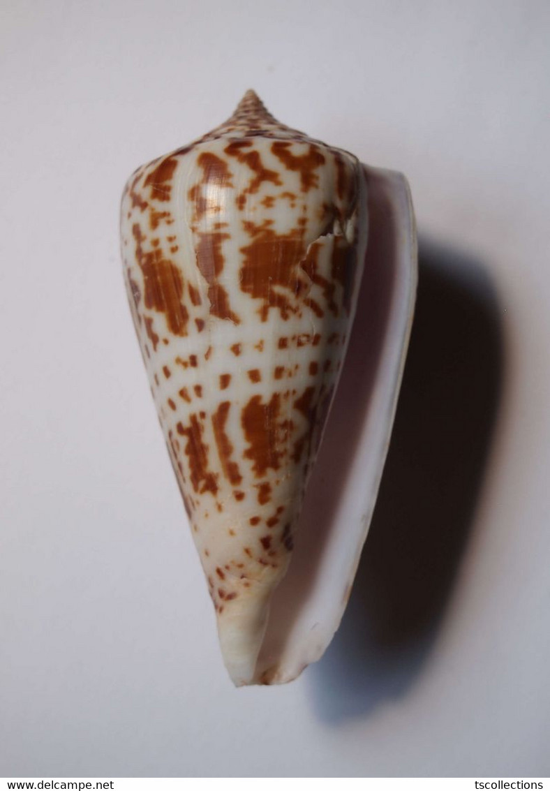 Conus Inscriptus - Coquillages