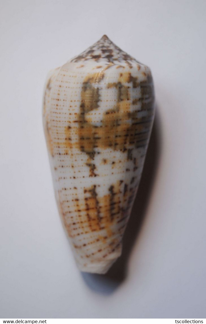 Conus Magus Assimilis - Coquillages