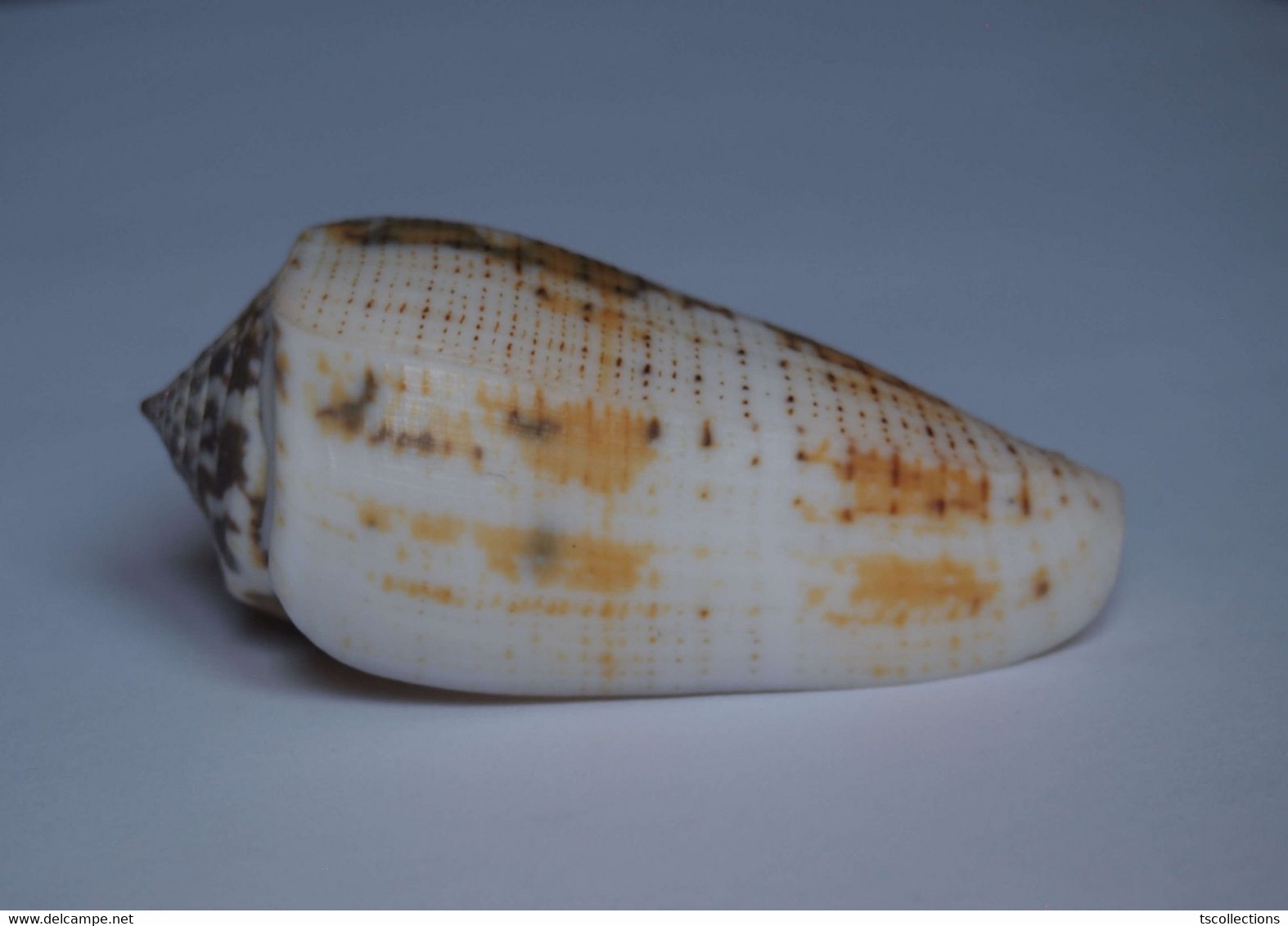 Conus Magus Assimilis - Coquillages