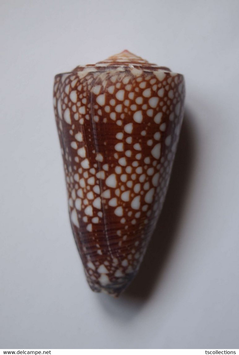 Conus Gisellelieae - Coquillages