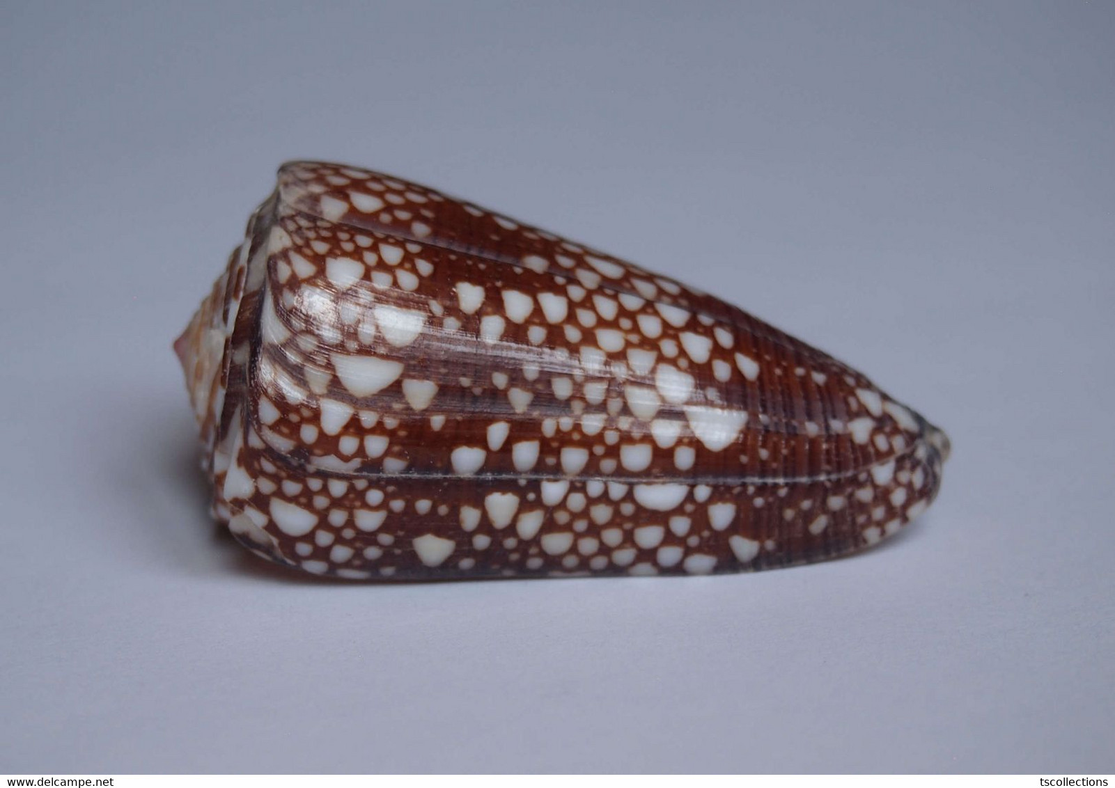 Conus Gisellelieae - Coquillages