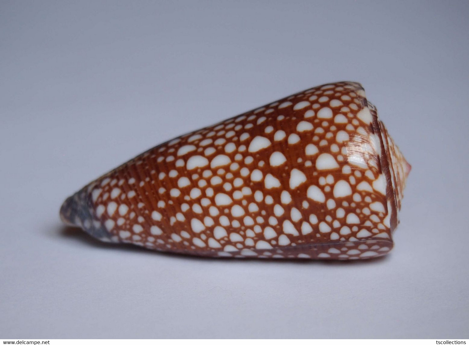 Conus Gisellelieae - Coquillages