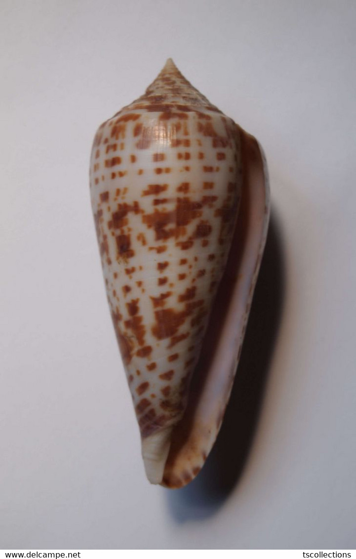 Conus Lynceus - Coquillages