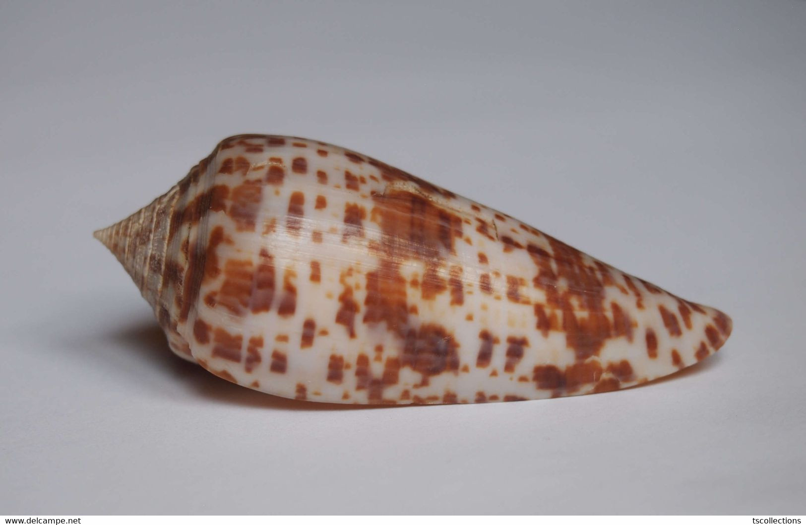 Conus Lynceus - Coquillages