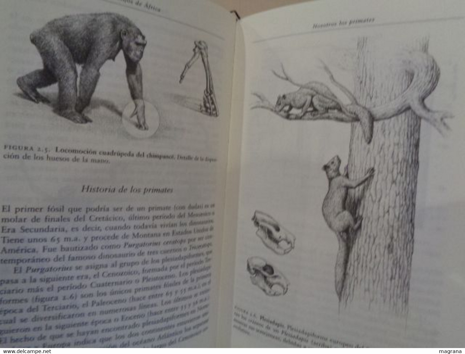 La especie elegida. La larga marcha de la evolución humana. Juan Luís Arsuaga y Ignacio Martínez. 1999. 359 pp.