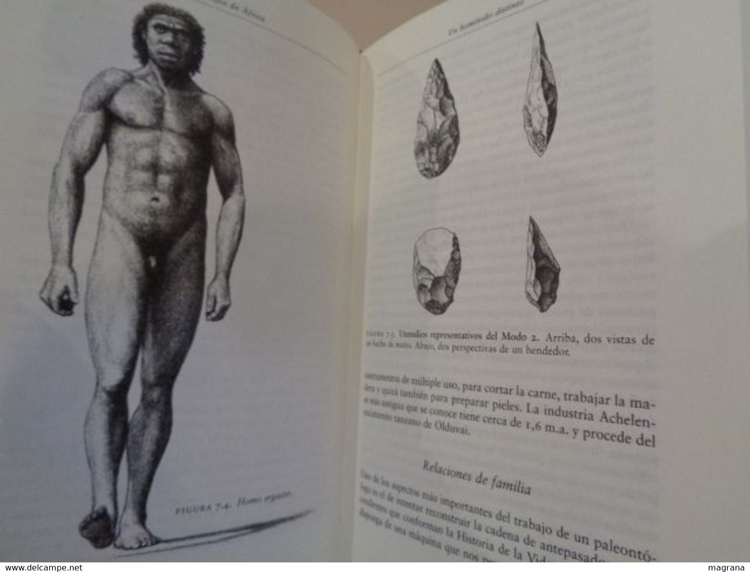 La especie elegida. La larga marcha de la evolución humana. Juan Luís Arsuaga y Ignacio Martínez. 1999. 359 pp.