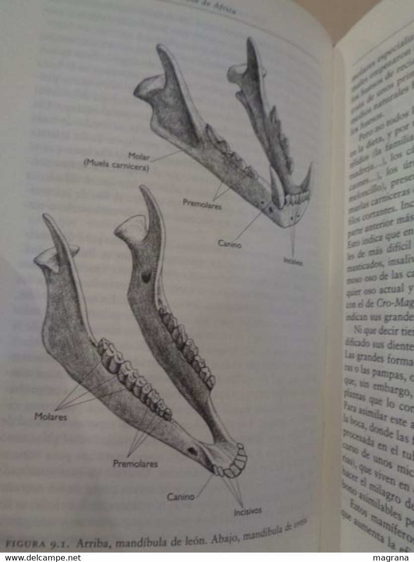 La especie elegida. La larga marcha de la evolución humana. Juan Luís Arsuaga y Ignacio Martínez. 1999. 359 pp.