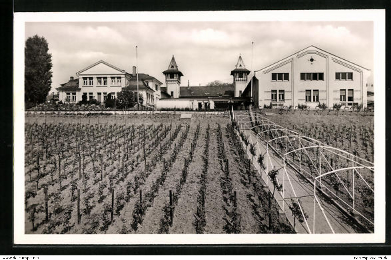 AK Rüdesheim A. Rh., Weinkellerei - Ruedesheim A. Rh.