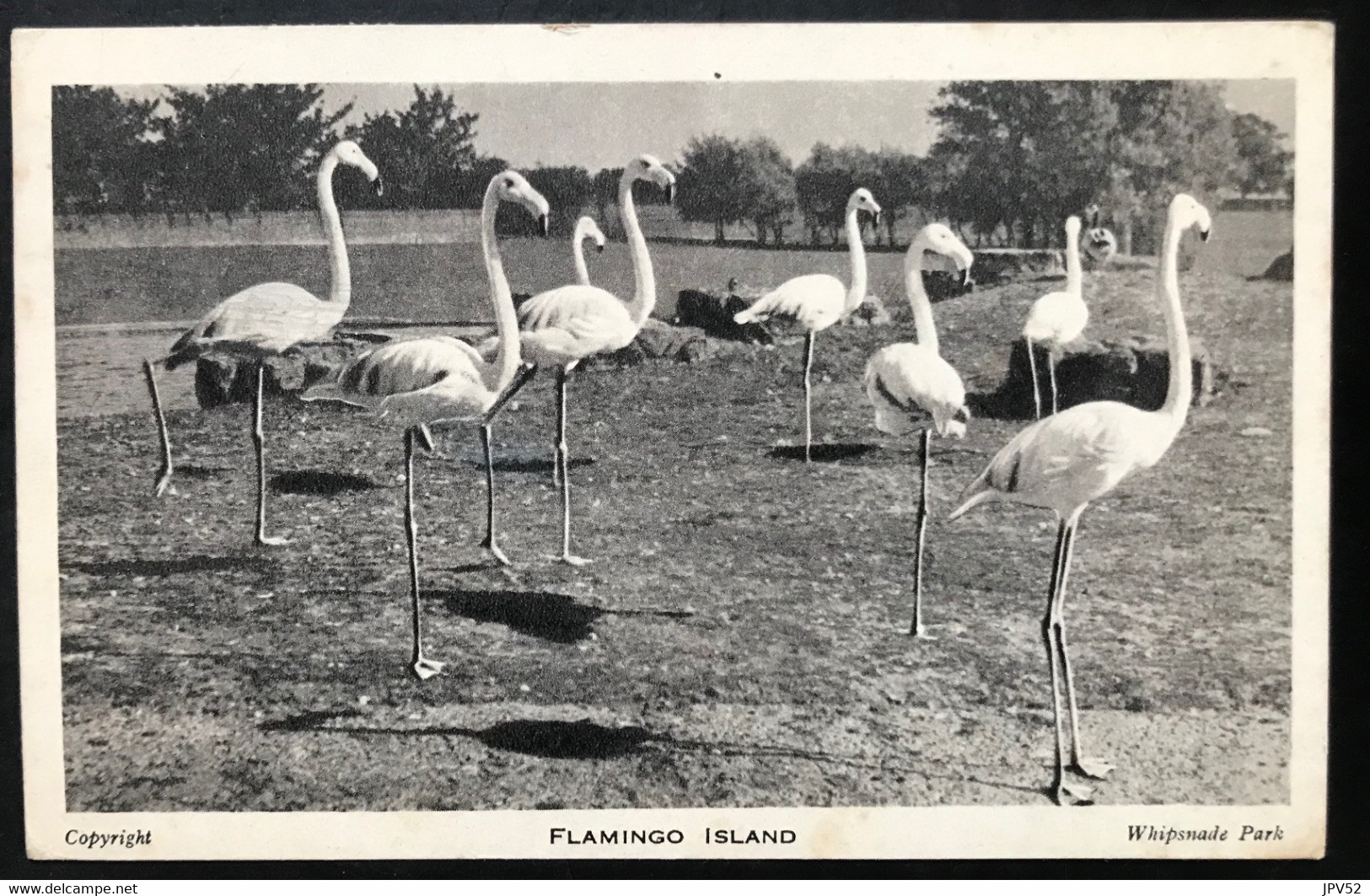 (5670) Bedfordshire - Whipsnade - Dunstable - Flamingo Island - Bedford