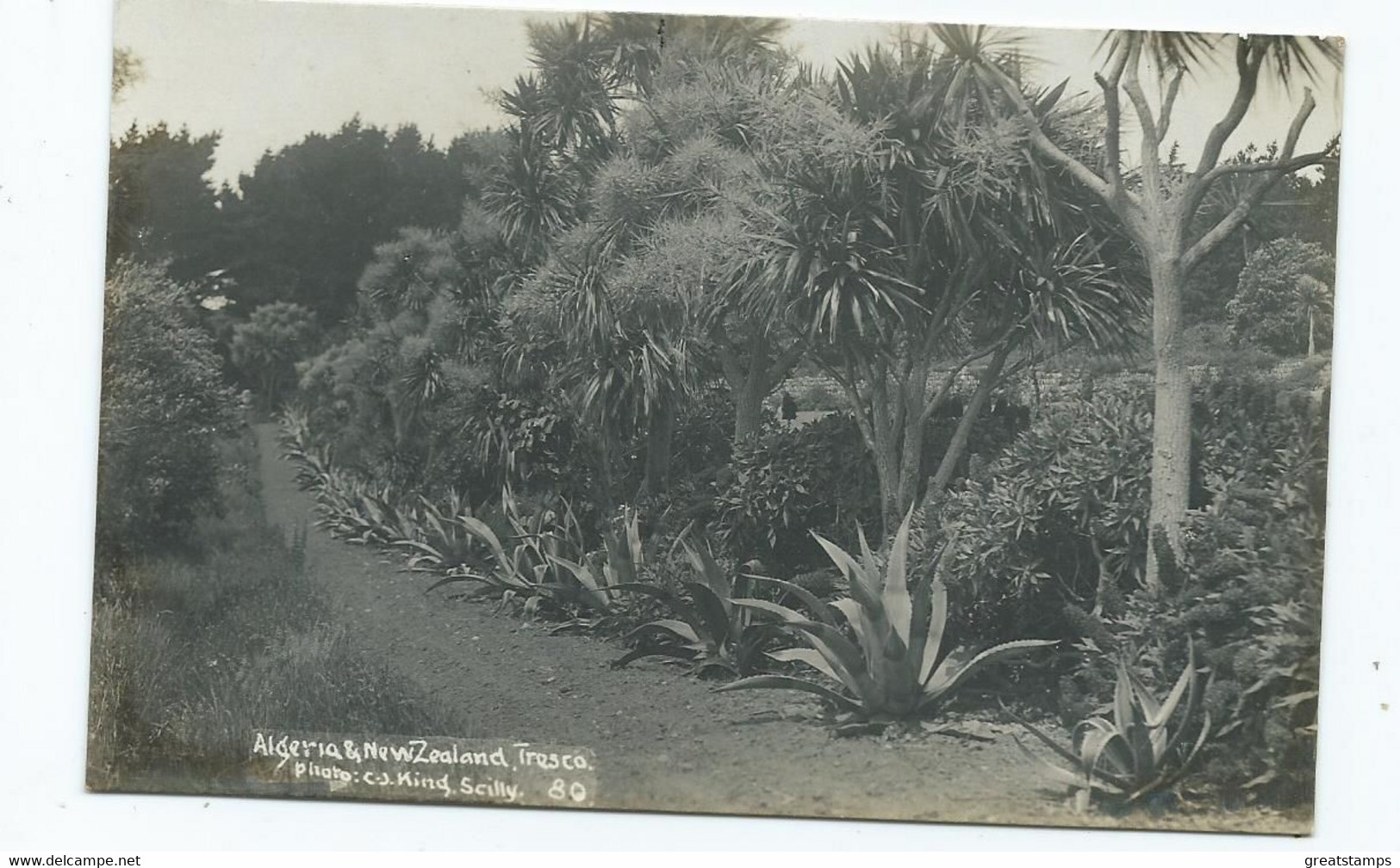 Postcard Rp Scilly Isles Algeria And New Zealand Gardens Tresco Tresco . Original Unused - Scilly Isles