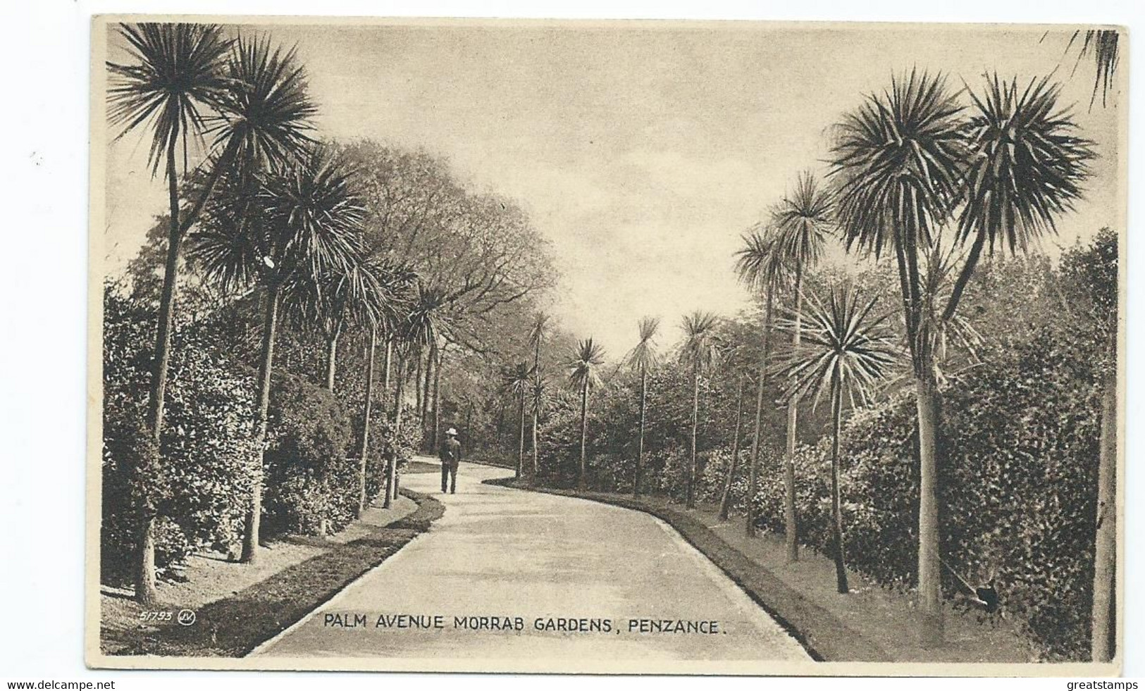 Postcard  Cornwall Unused Palm Avenue Morrab Gardens Penzance - St.Ives