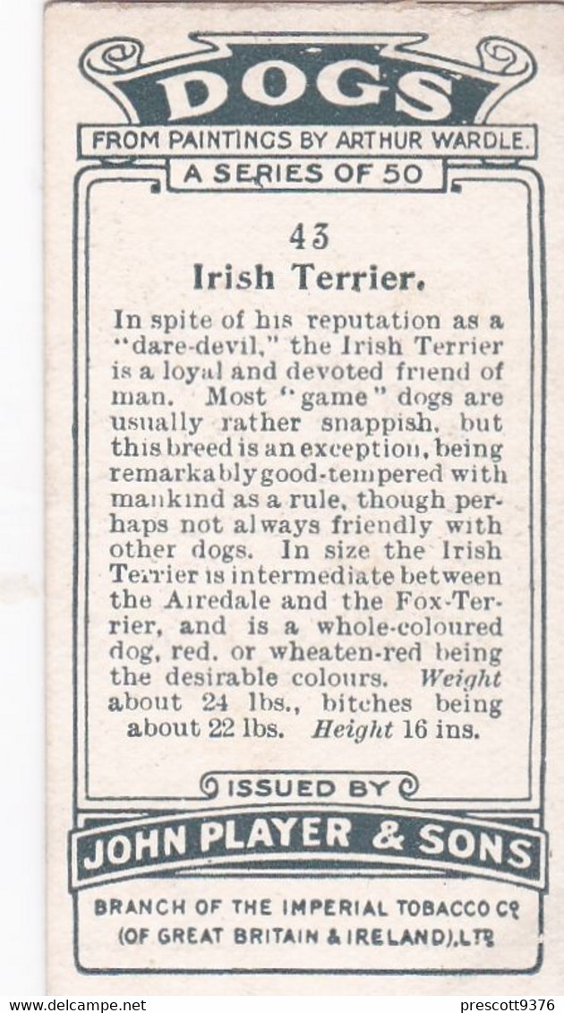 Dogs Heads By Wardle, 1929 - 43 Irish Terrier -  Players Cigarette Card - Phillips / BDV
