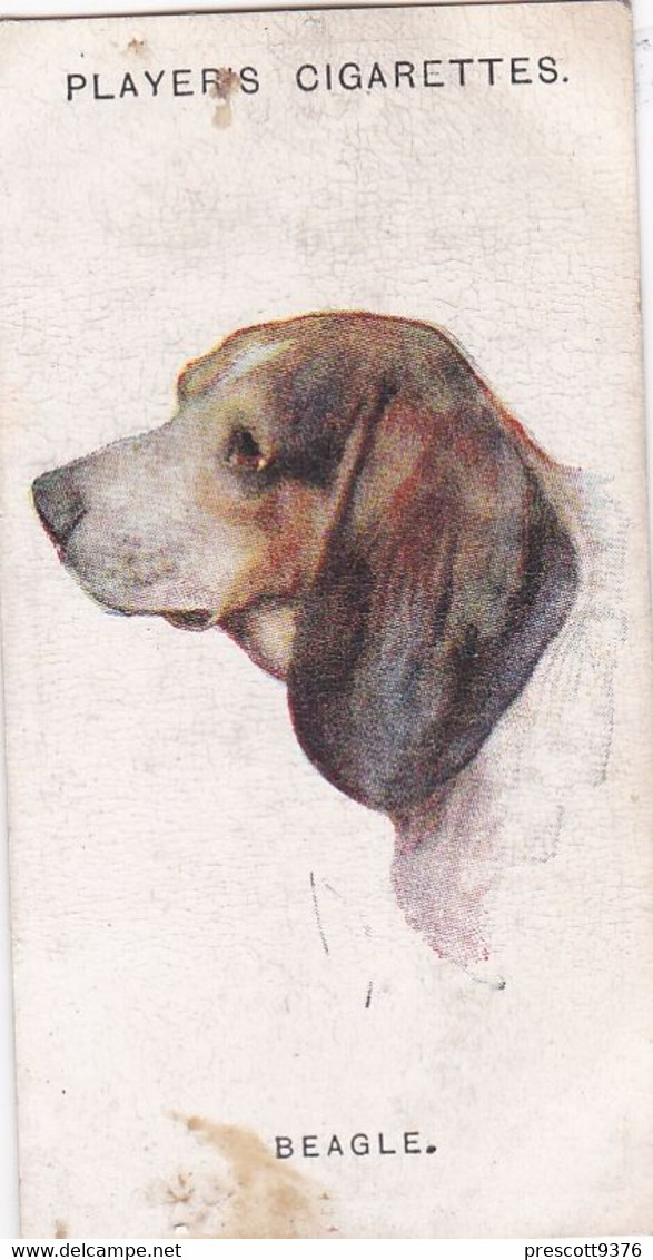 Dogs Heads By Wardle, 1929 - 3 Beagle -  Players Cigarette Card - Phillips / BDV