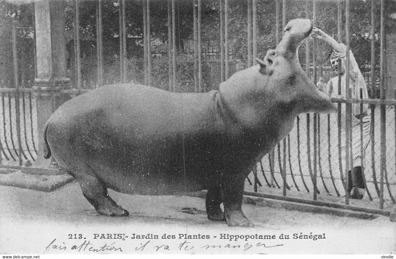 22-2955 : PARIS. JARDIN DES PLANTES. HIPPOPOTAME DU SENEGAL - Hippopotames