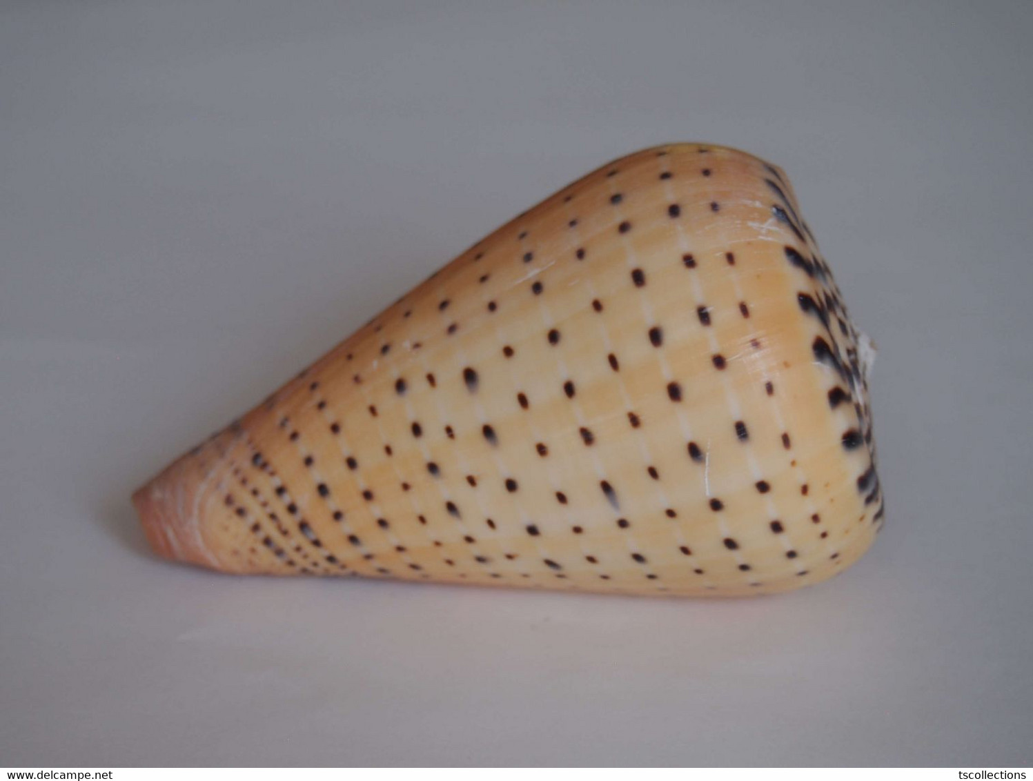Conus Betulinus - Coquillages