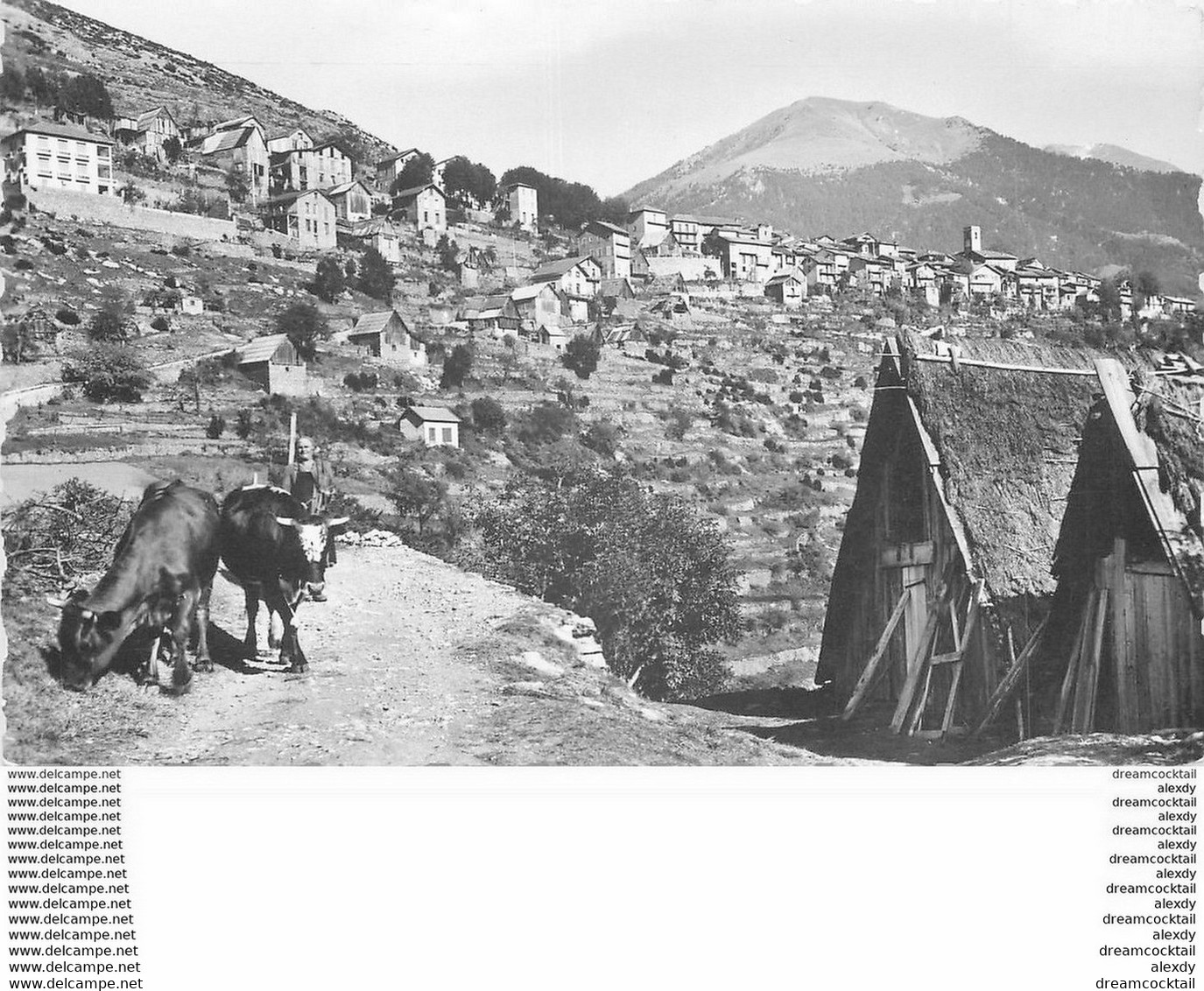 PHL Photo Cpsm 06 VENANSON. Cime De La Palu Avec Vaches En Liberté - Andere & Zonder Classificatie