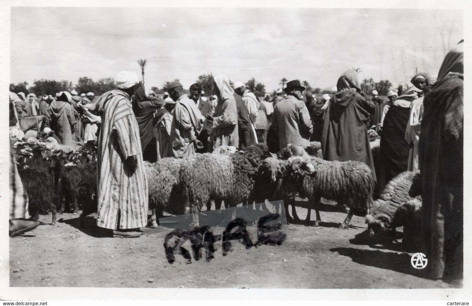 AFRIQUE DU NORD,ALGERIA,ALGERIE,ORAN  ,ORANIE,MAGHREB,VENTE DE MOUTONS,EDITEUR ALEXANDRE SIRECKY - Oran