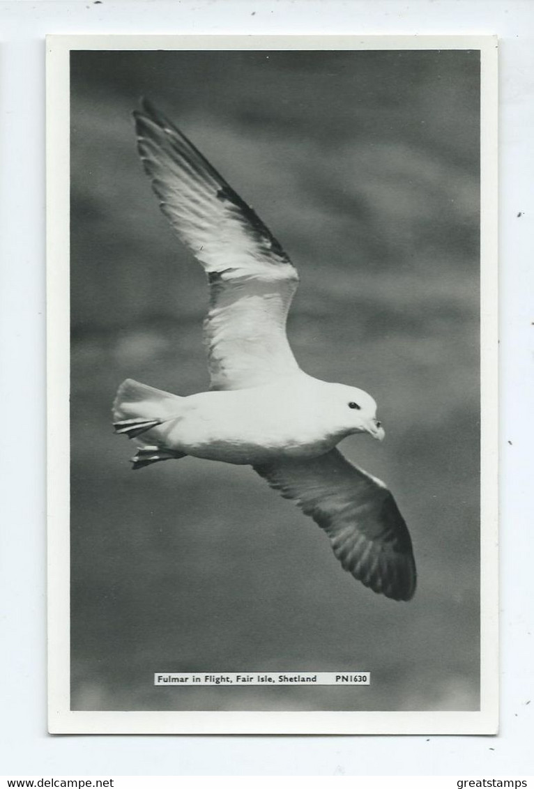 Scotland Shetland Bird Fulmar In Full Flight Fair Isle  Pn1630 Unused Rp - Shetland