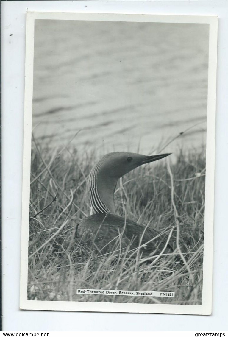 Scotland Shetland Bird Red Throated Diver Bressay Rp   Pn1631 Unused - Shetland