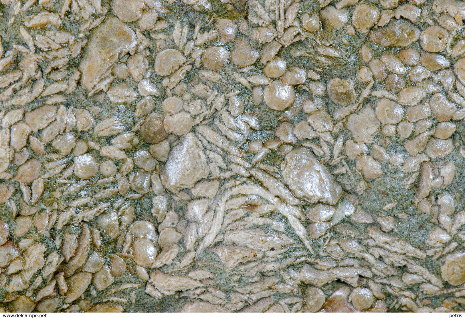 Fossil - Nummuliti - Lot. 836F - Fossils
