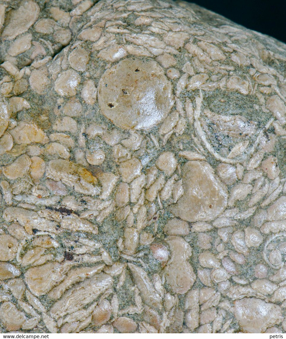 Fossil - Nummuliti - Lot. 836F - Fósiles