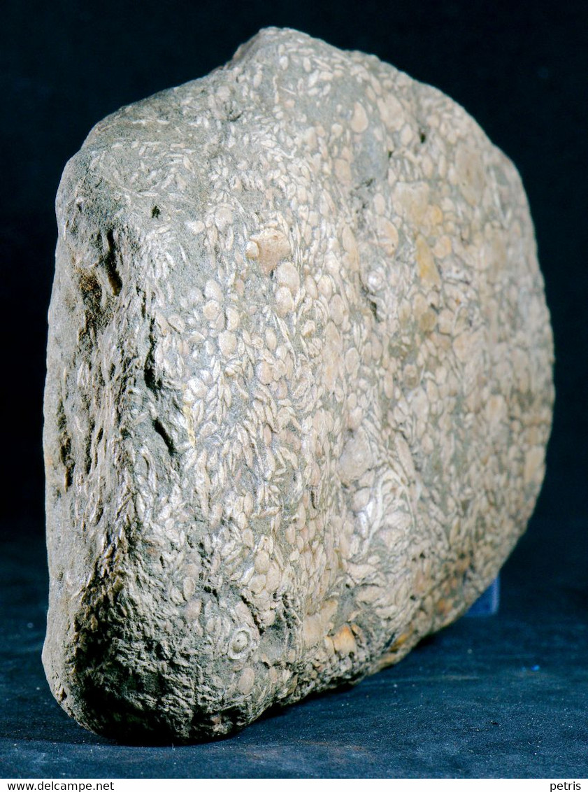 Fossil - Nummuliti - Lot. 836F