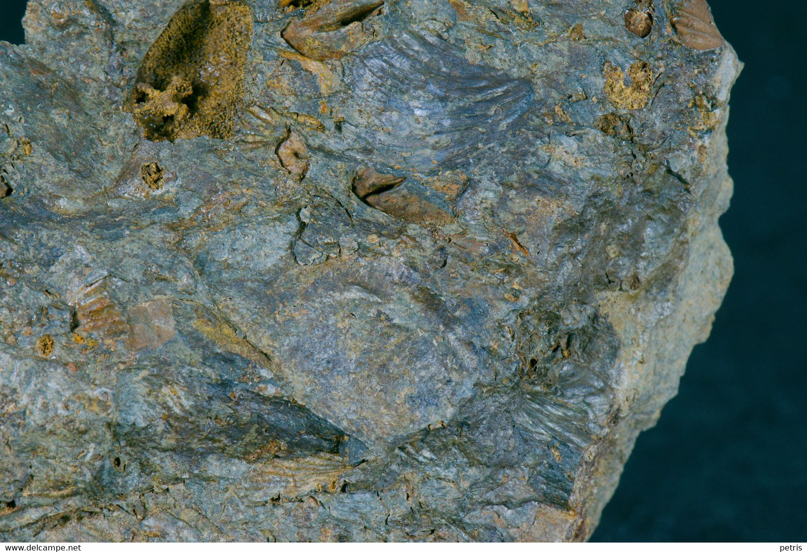 Fossil - Spirifer Brachiopodi - Lot. 846F - Fossiles