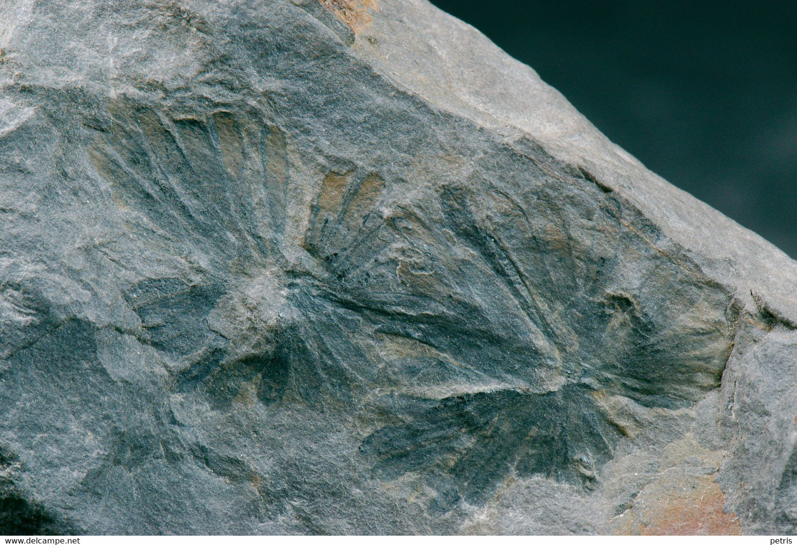 Fossil - Annularia Stellata Lagifoglia - Lot. 845F - Fossiles