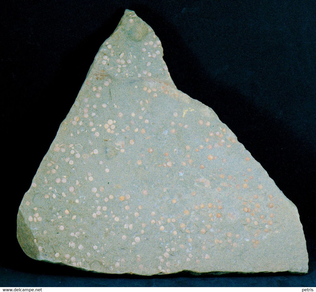 Fossil - Lastra Di Nummuliti - Lot. 836F - Fossilien