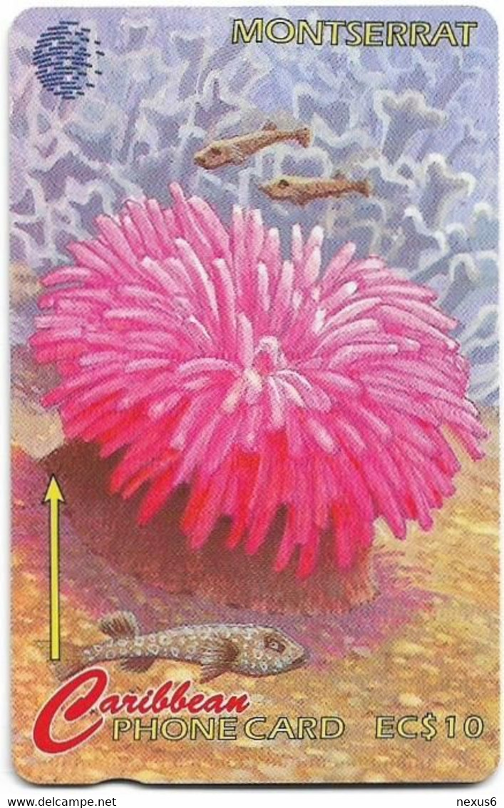 Montserrat - C&W (GPT) - Flowers Of The Sea, Sea Rose - 10CMTA - 1995, 10$, 5.000ex, Used - Montserrat