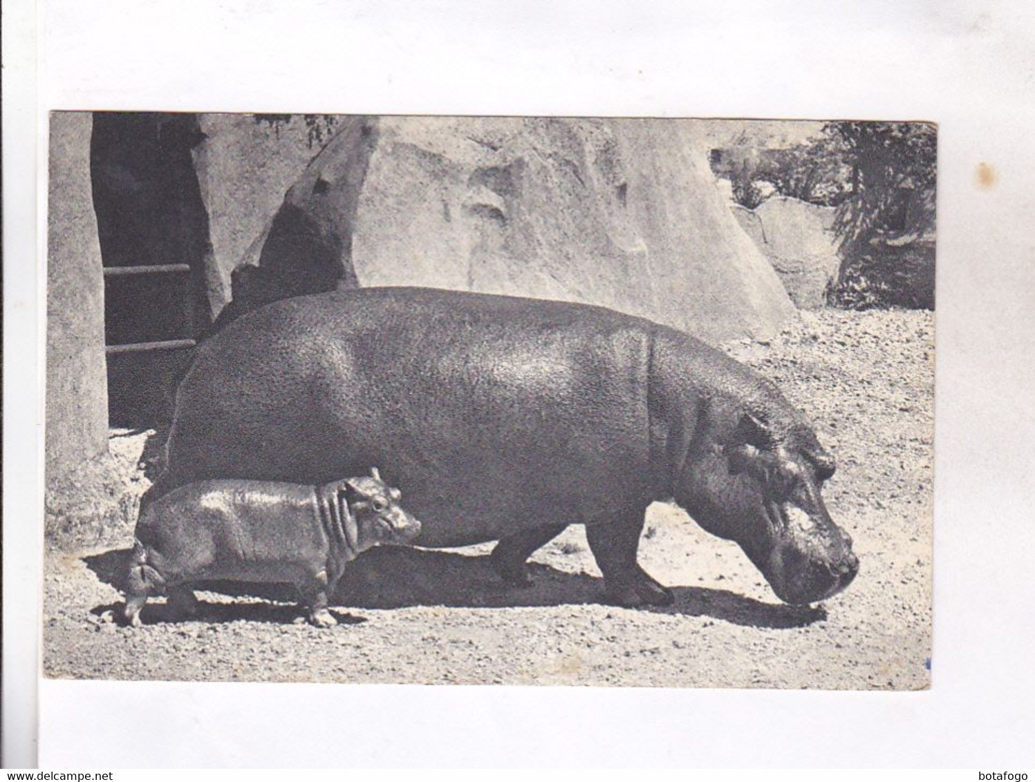 CPA  HIPPOPOTAME ET SON PETIT  (parc De Vincennes) - Hipopótamos