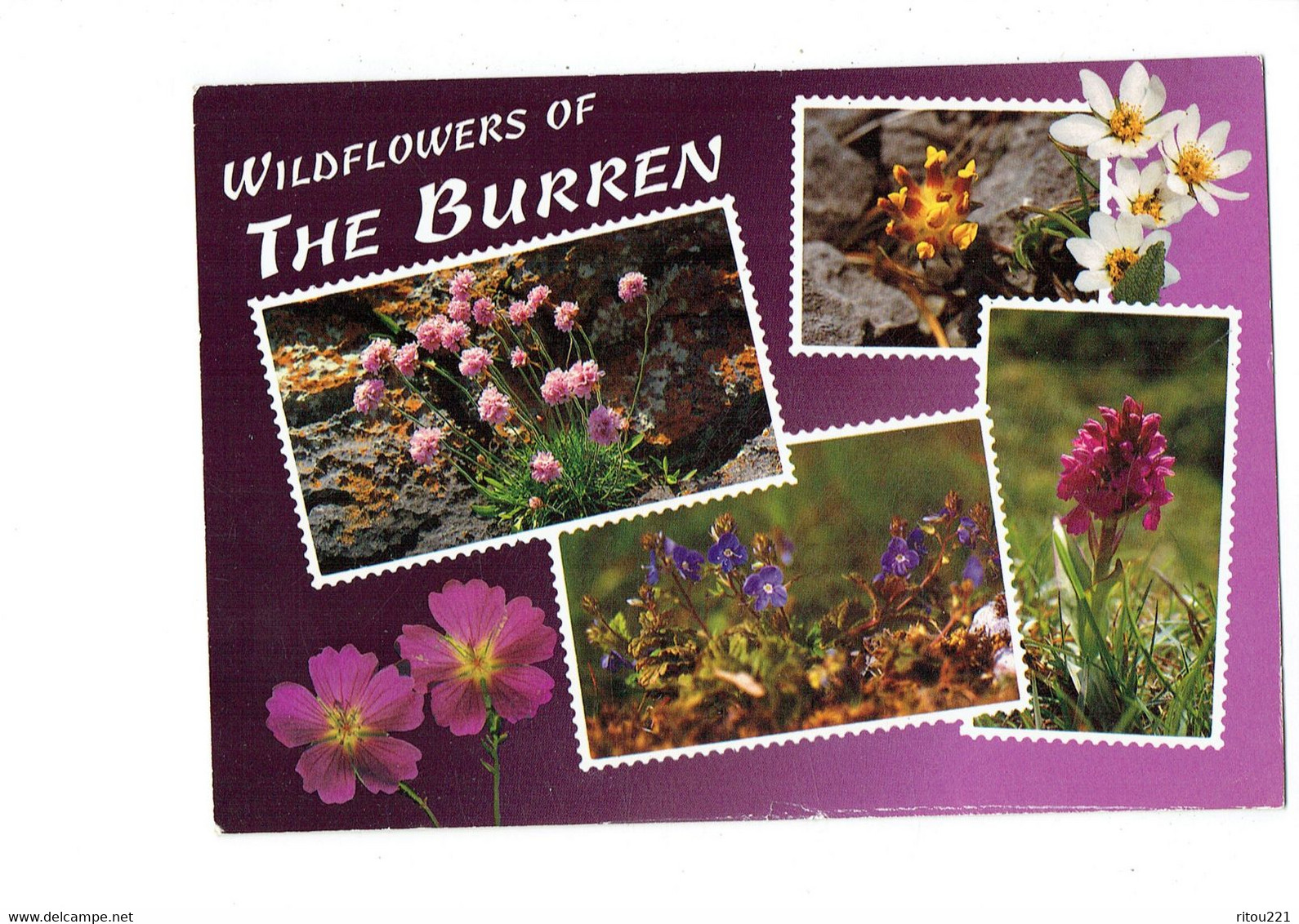 Cpm - Le Burren - Irlande - WILDFLOWERS - Fleurs Orchidée Orchid - Clare