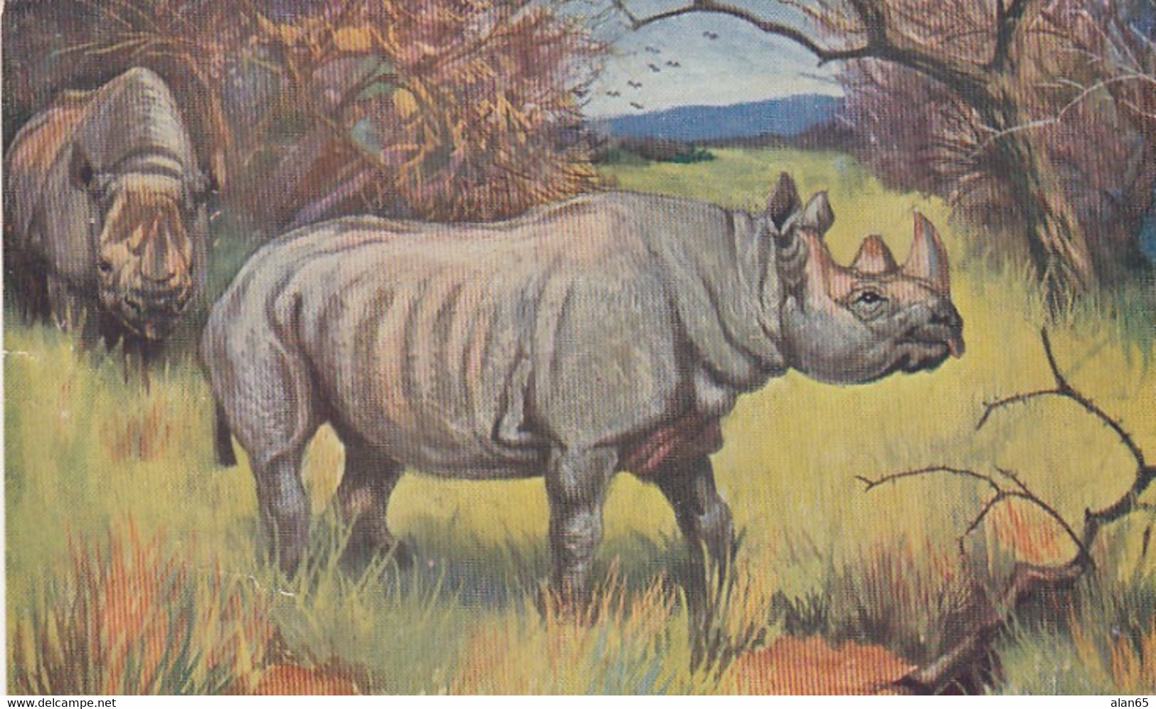 Rhinoceros Artist Image C1900s/10s Vintage Tuck's Series #3000 Wild Animals Postcard - Rhinoceros