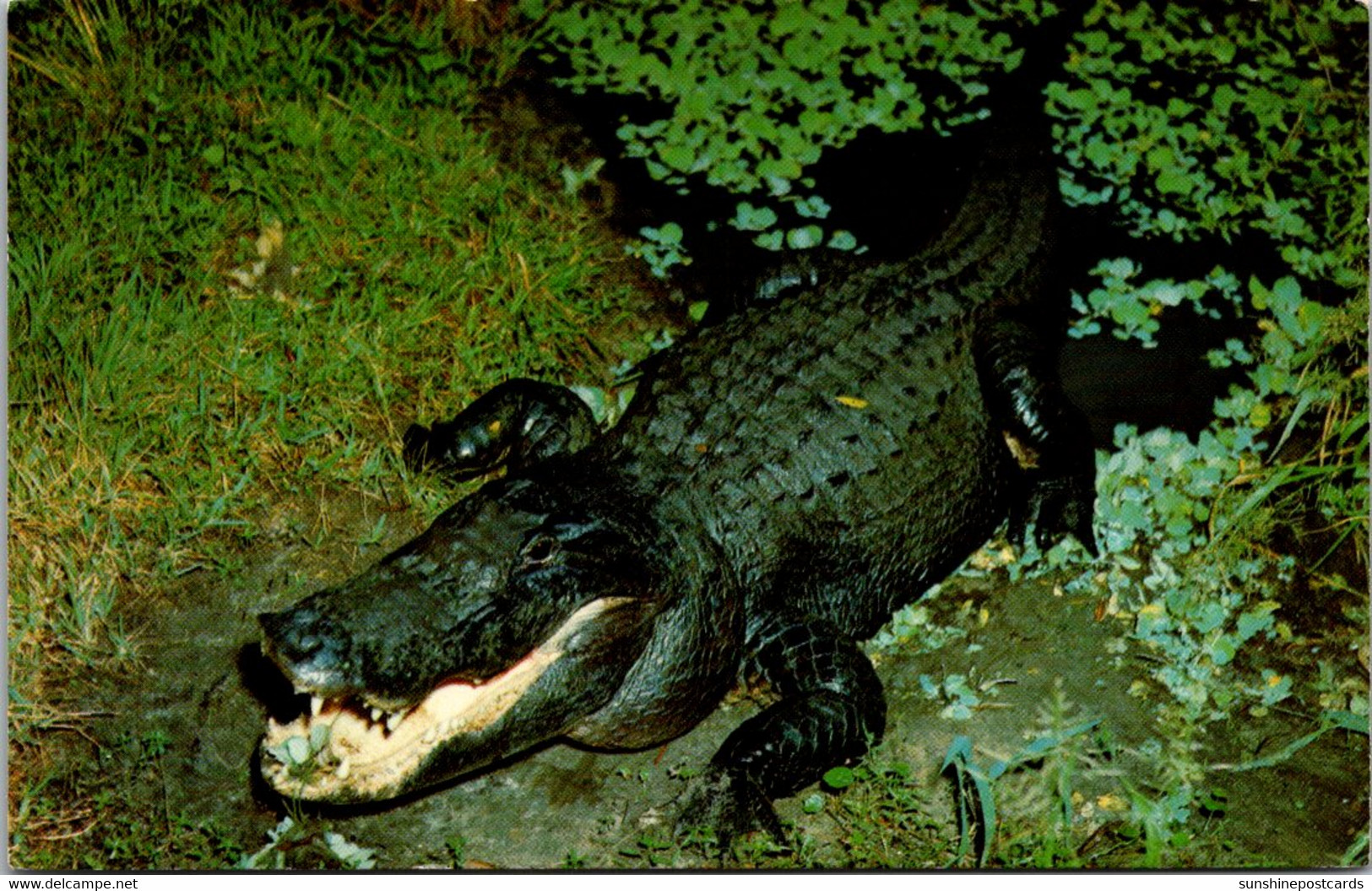 Florida Silver Springs Alligator - Silver Springs