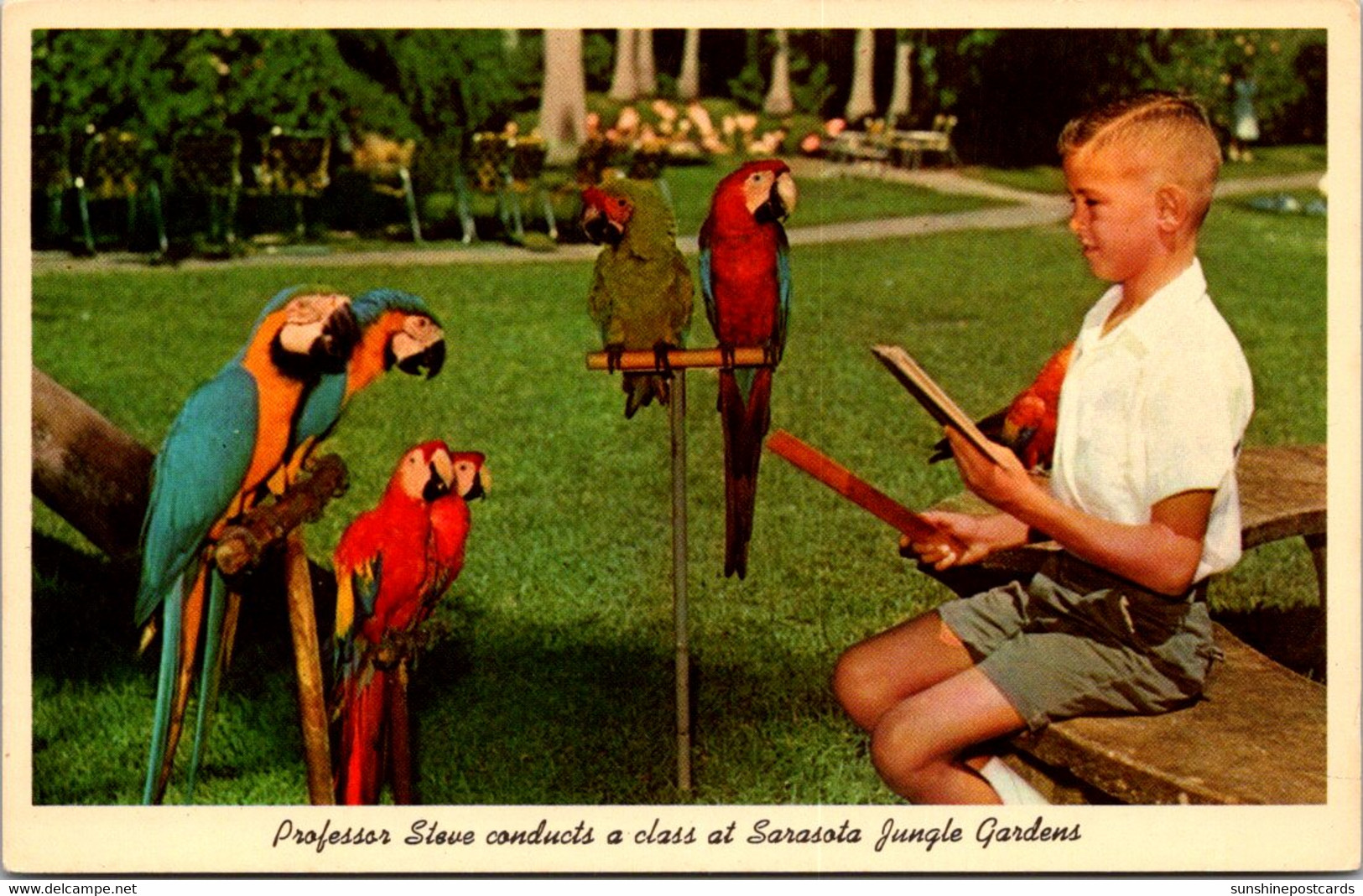 Florida Sarasota Jungle Gardens Professor Steve And Class Of Macaws - Sarasota