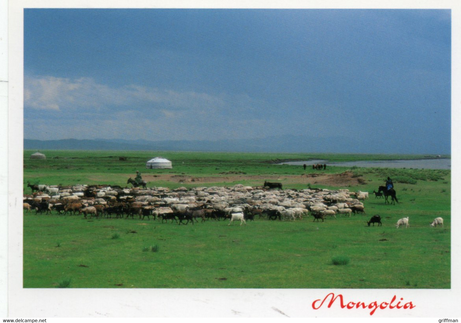 MONGOLIE MONGOLIA CYOURTE ET TROUPEAU CPM NEUVE - Mongolei