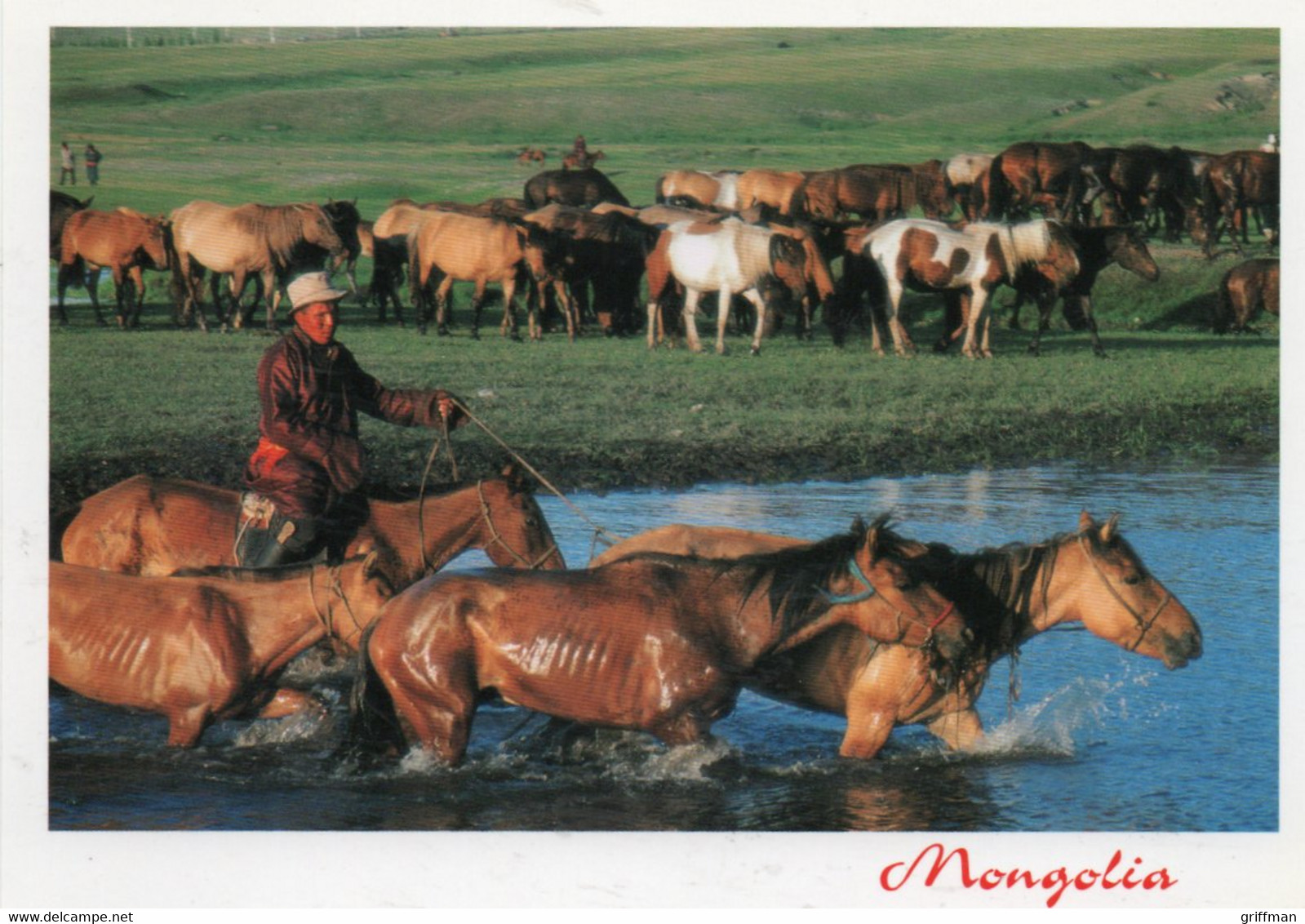 MONGOLIE MONGOLIA TROUPEAU DE CHEVAUX CPM NEUVE - Mongolei