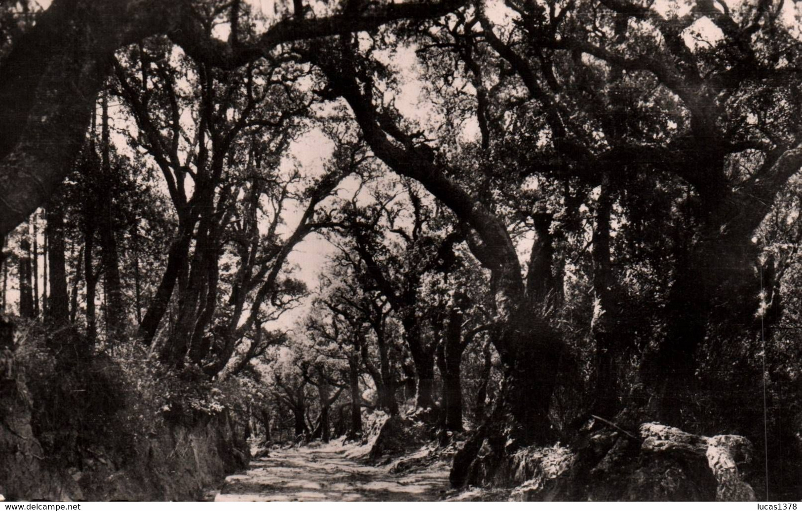 83 / LA GARDE FREINET / SOUS BOIS DE SAINT CLEMENT - La Garde Freinet