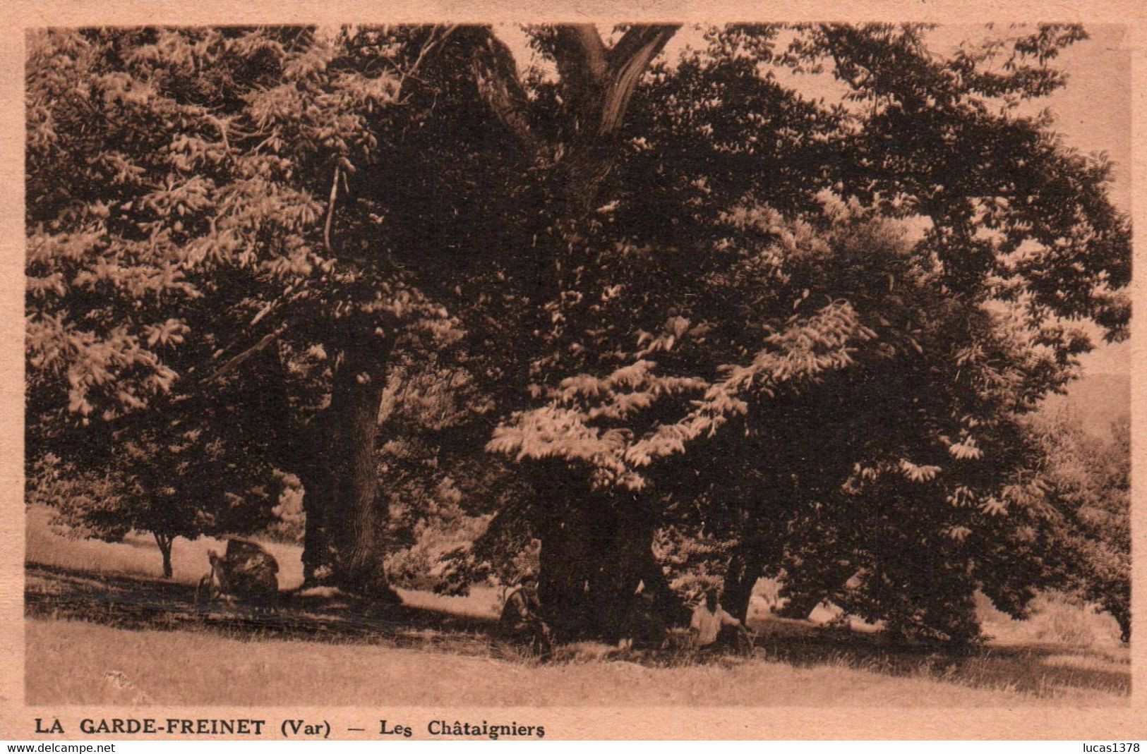 LA GARDE FREINET / LES CHATAIGNIERS - La Garde Freinet